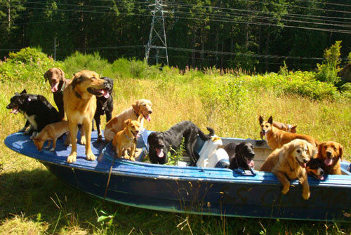 Dogs in boat Dogs in boat